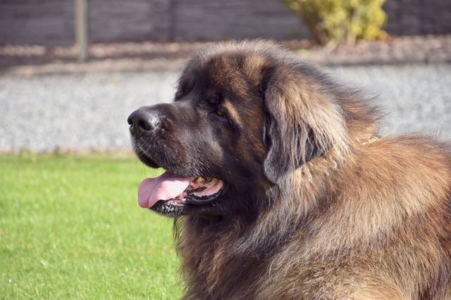 Hillhaven shops leonbergers